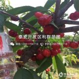 瑪瑙紅櫻桃苗、瑪瑙紅櫻桃樹苗、瑪瑙紅櫻桃樹苗價格