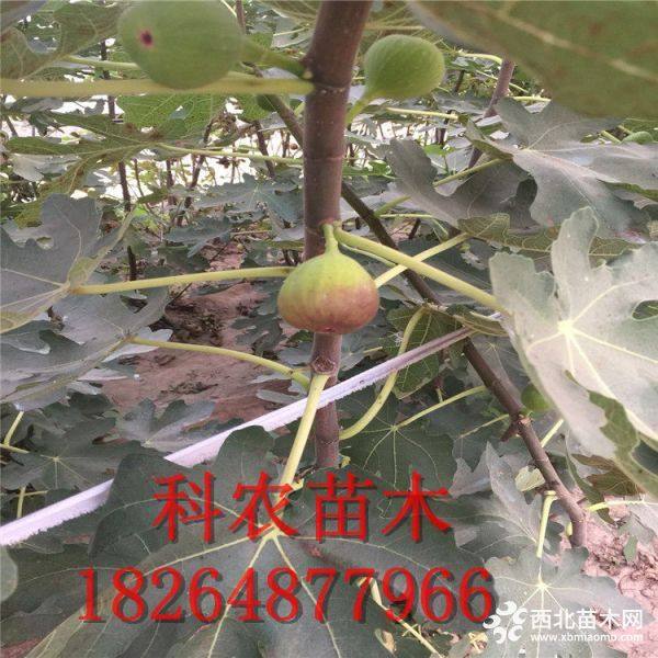 无花果树苗