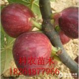 一公分兩公分無花果樹苗價(jià)格