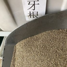 南方种植百喜草狗牙根结缕草三叶草防止水土流失效果好