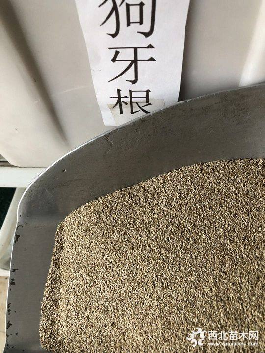 高羊茅狗牙根