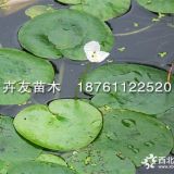 水鱉 優(yōu)質水生植物 水鱉苗觀賞花卉