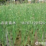 水蔥30-50水蔥小苗 優(yōu)質(zhì)水生植物批發(fā)