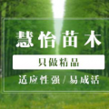 慧綠苗圃國槐種植基地出售國槐樹苗各種規(guī)格