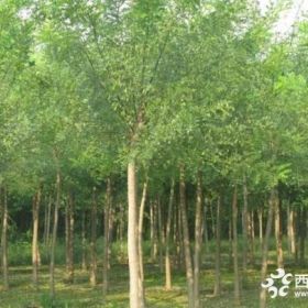 緊急出售大量國(guó)槐樹(shù)苗種植基地