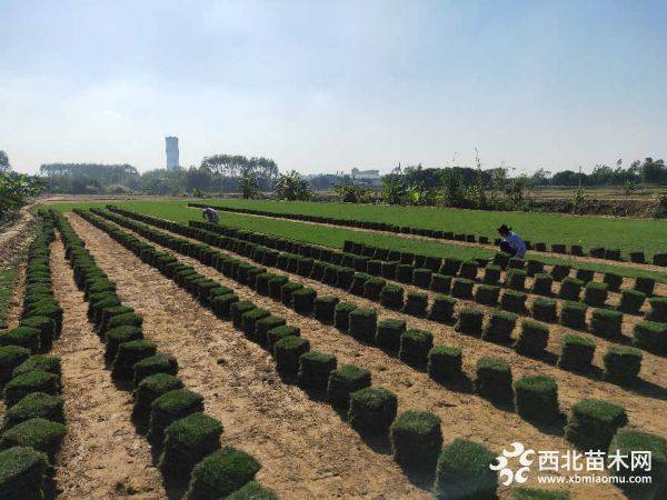 馬尼拉草坪草皮卷