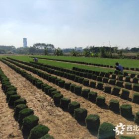 深圳馬尼拉草草坪草皮批發(fā)價格深圳那里買賣草皮