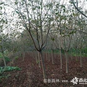 日本樱花_樱花图片_樱花产地_樱花绿化苗木苗圃基地