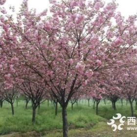 晚樱基地_日本晚樱产地_日本晚樱绿化苗木苗圃基地