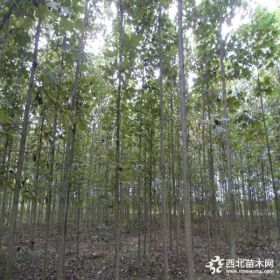 鹅掌楸价格_鹅掌楸图片_鹅掌楸产地_马褂木绿化苗木苗圃基地