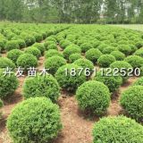 蜀檜 30-400蜀檜工程苗價(jià)格？ 蜀檜球冠幅多少？