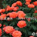 紅從容月季 高30-60厘米紅從容盆栽花卉