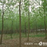 意楊_意楊基地_意楊產地_意楊綠化苗木苗圃基地