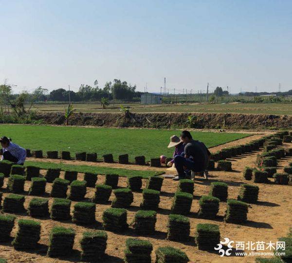 馬尼拉草坪