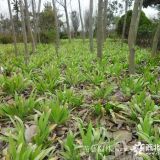 鳶尾基地_鳶尾圖片_鳶尾產(chǎn)地_鳶尾綠化苗木苗圃基地