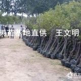 冬棗樹苗基地 棗樹苗價格 當天起苗