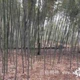 毛竹基地-毛竹价格-毛竹批发-毛竹图片-竹子报价