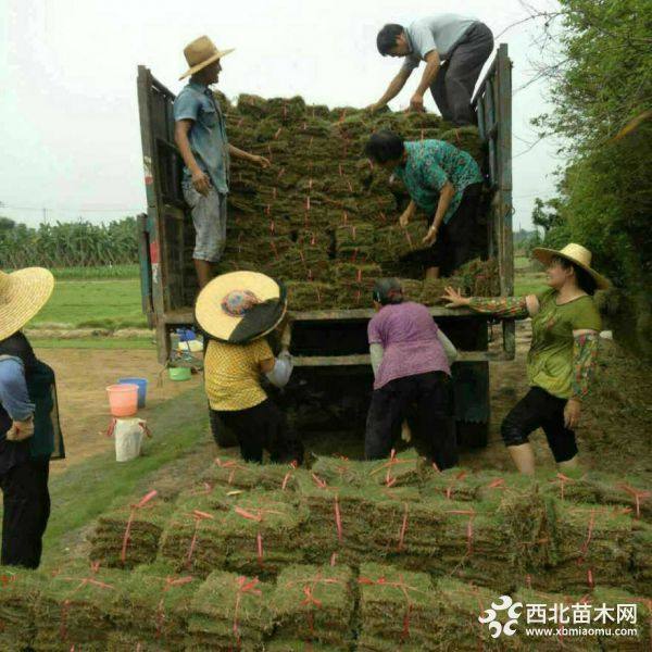 马尼拉草坪