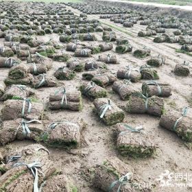 结缕草草坪价格-结缕草草坪图片-结缕草草坪批发-草坪报价