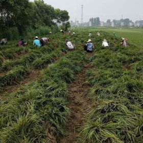 供应大叶麦冬草