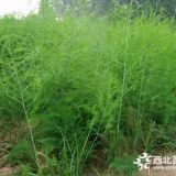 3年蘆筍苗的價(jià)格 蘆筍的種植方法