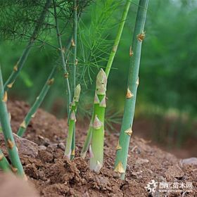 芦笋一亩地需要多少苗