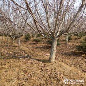 湖南樱花价格 10公分樱花价格查询 优质樱花产地