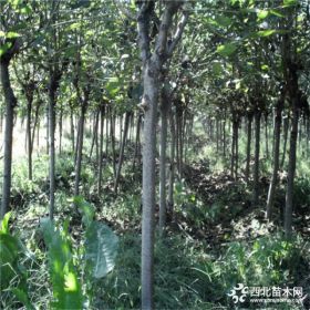 泰安3公分樱花价格 4公分樱花基地 樱花销售