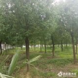 一样规格的香樟树 香樟树价格（区别在哪里）