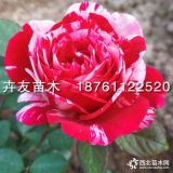 節(jié)日禮花月季混雙色花 灌木月季帶營養(yǎng)杯苗