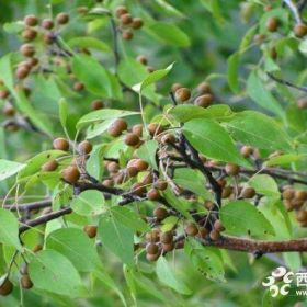 供应杜梨棠梨苗山西杜梨苗占地苗实生梨树苗