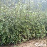 花椒苗多少钱一株  哪里有便宜花椒苗价格