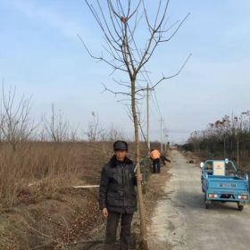 黄连木价格_黄连木图片_黄连木产地_黄连木绿化苗木苗圃