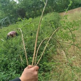 云南黄馨价格_云南黄馨产地_云南黄馨绿化苗木苗圃