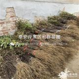 河南花椒树苗、河南花椒树苗价格、河南花椒树苗基地