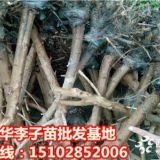 脆紅李苗，蜂糖李苗，1-5cm李子樹(shù)苗批發(fā)基地