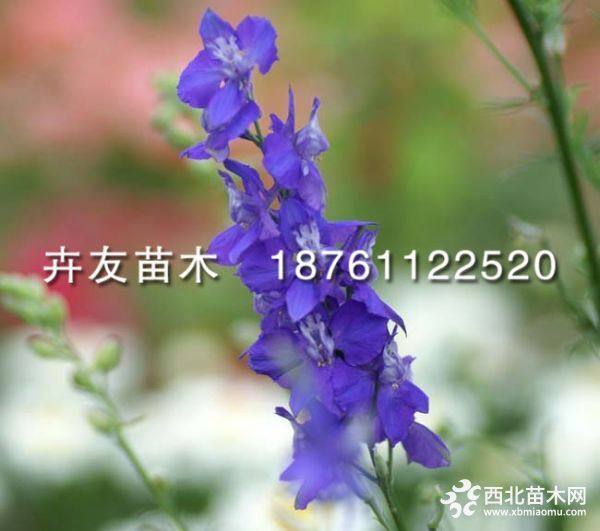 百花千鳥(niǎo)草