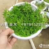 2019年垂盆草批發(fā)價格 庭院擺放地被觀賞植物