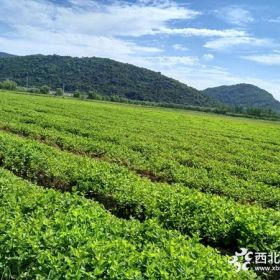 桑树苗价格_桑树苗基地_桑树苗产地_桑树苗绿化苗木苗圃