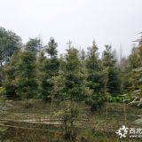 小葉楨楠3-5公分量大