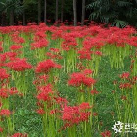 石蒜价格_石蒜图片_石蒜产地_红花石蒜绿化苗木苗圃