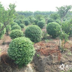 小叶女贞球价格_小叶女贞球产地_小叶女贞球绿化苗木苗圃