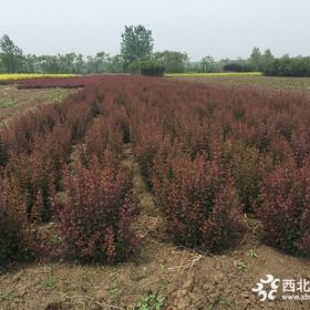 紫叶小檗球价格_紫叶小檗球产地_紫叶小檗球绿化苗木苗圃