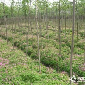 红花杂酱草价格_红花杂酱草图片_红花杂酱草绿化苗木苗圃