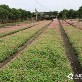 红花草价格_红花草图片_红花草绿化苗木苗圃