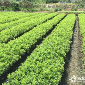 紫鹃价格_紫鹃图片_紫鹃产地_紫鹃绿化苗木苗圃