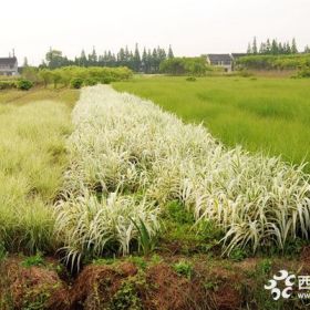 箬竹价格_箬竹图片_箬竹产地_箬竹基地