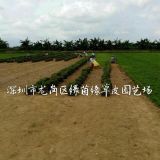 深圳草卷 廣東馬尼拉草坪基地 東莞臺灣草皮價格