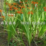 火星花 草花地被植物 沭陽(yáng)火星花苗