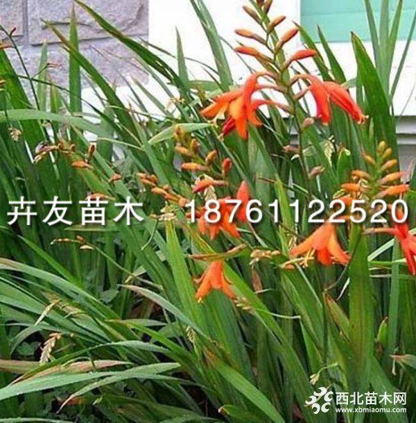 火星花